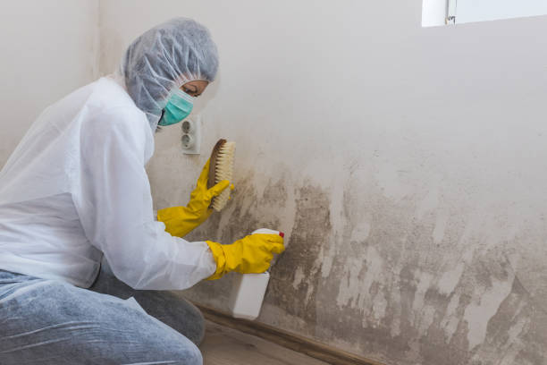 Best Post-Flood Mold Remediation in Upper Sandusky, OH