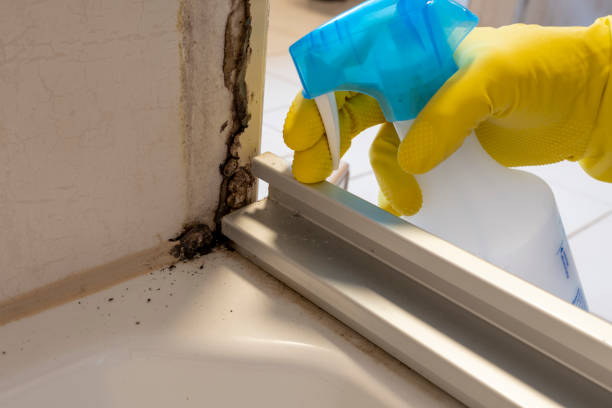 Best Mold Testing and Inspection Services in Upper Sandusky, OH