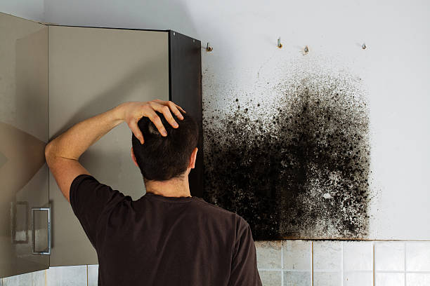 Best Post-Flood Mold Remediation in Upper Sandusky, OH